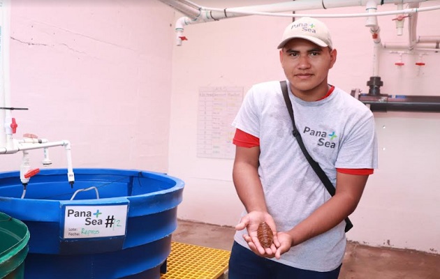 Antúnez  cuida el crecimiento de los pepinos de mar de la empresa en la colabora. Foto: Cortesía/Mides