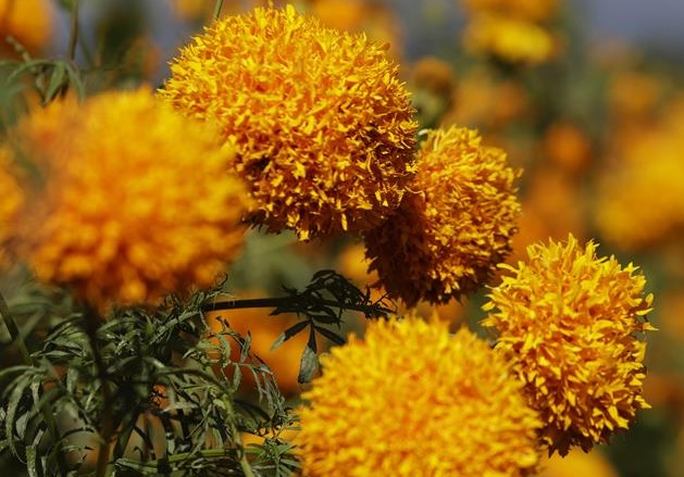Flor de cempasúchil. Foto: EFE