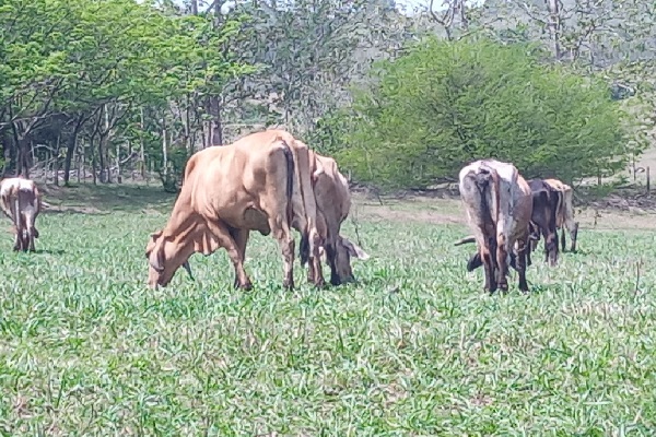 Los propietarios de la finca indicaron que cada una de las reses suma un valor aproximado de $750.00. Foto. Eris Montenegro