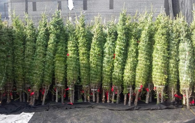 Containers of Canadian trees arrive in Panama Containers of Canadian trees arrive in Panama
