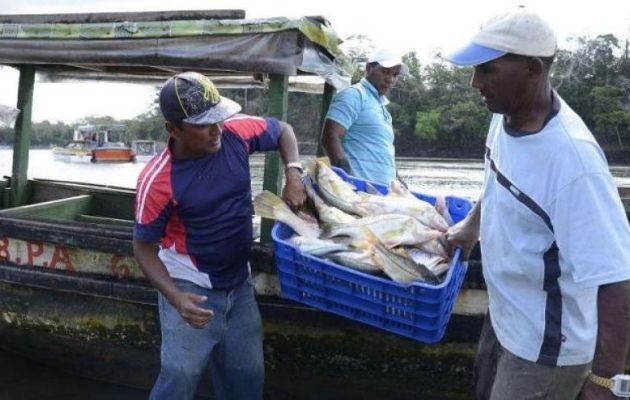La pesca de arrastre no es una actividad nueva en Panamá afirma La Cámara Nacional de Pesca y Acuicultura de Panamá (CNPA). Foto: Cortesía