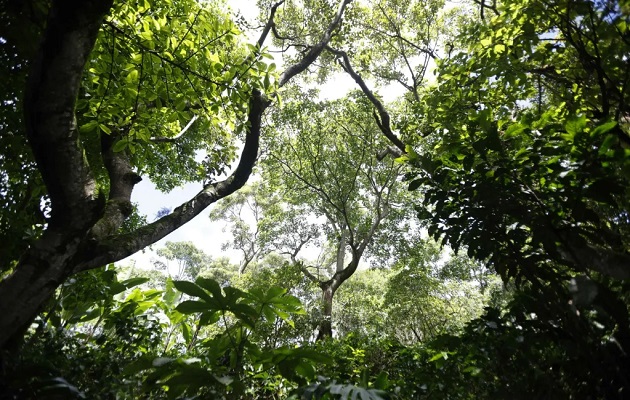 Cultivar café bajo sombra aporta múltiples beneficios. Foto: EFE