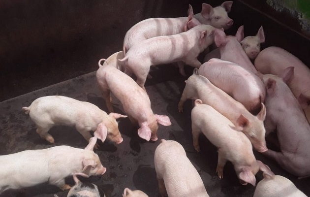Porcinocultores hacen llamado al gobierno ante la saturación que enfrentarían desde enero. Foto: Cortesía/MIDA