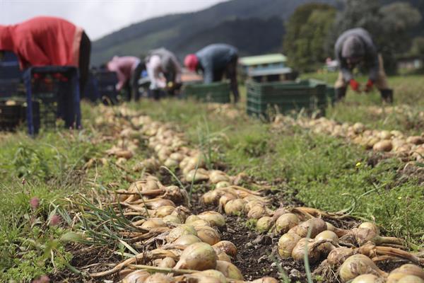 Agricultores cosechan cebollas en Cerro Punta, Chiriquí. Foto: EFE