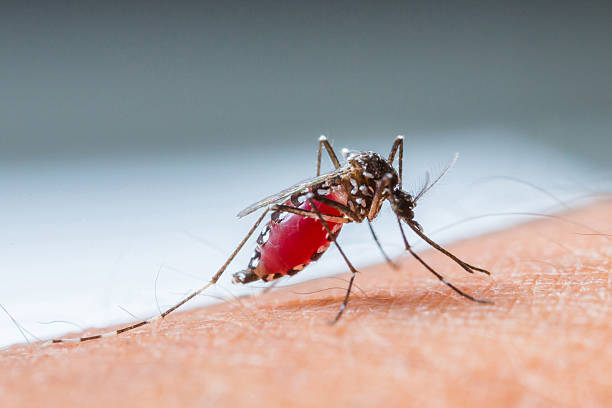La crisis social y política que vive el país ha dificultado la labor para erradicar al mosquito que transmite la enfermedad. Foto ilustrativa