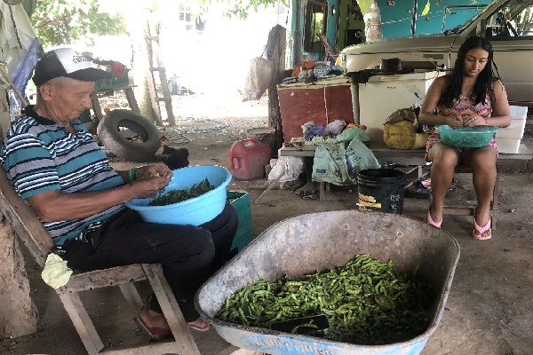La cosecha de guandú abre la oportunidad para el trabajo informal enla región. Foto. Thays Domínguez