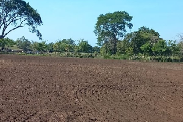  Inicio de los trabajos de campo para la siembra de arroz en época seca en Chiriquí. Foto. José Vásquez