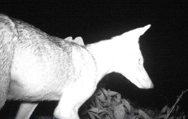 Coyote captado a través de una cámara trampa. Foto: Cortesía/MiAmbiente