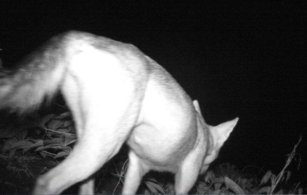 Los coyotes que viven en Panamá son más pequeños,  esbeltos y de pelaje más corto. Foto: Cortesía/MiAmbiente