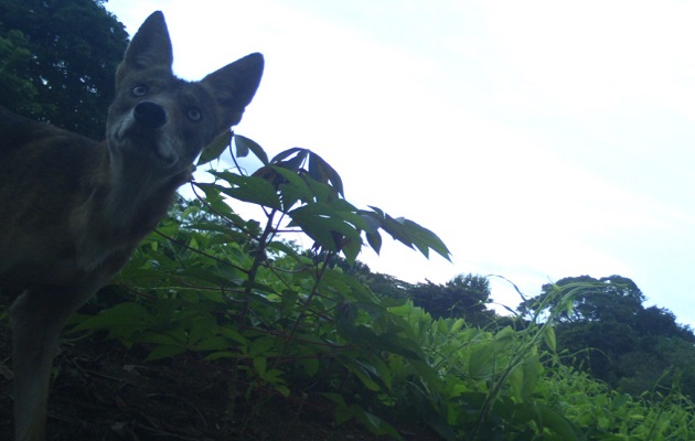 A los coyotes, nativos de EE.UU., se les considera una especie invasora. Foto: Cortesía/MiAmbiente