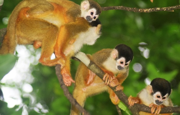 La población de mono tití chiricano se estima en 500 individuos. Foto: Cortesía/Proyecto Primates Panamá