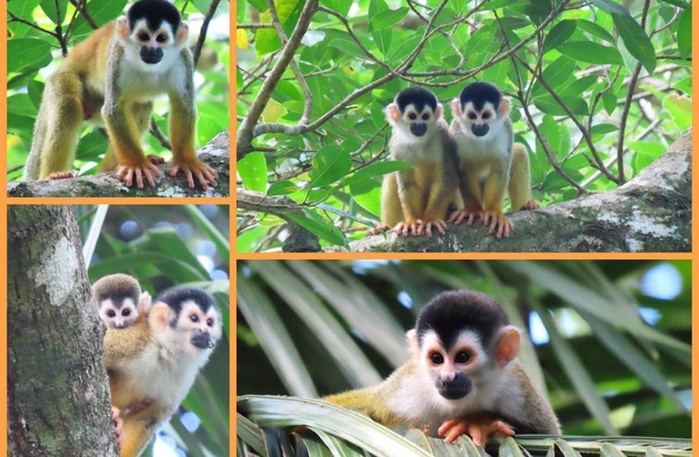 La fragmentación de los bosques pone en peligro a este mono. Foto: Cortesía/Proyecto Primates Panamá