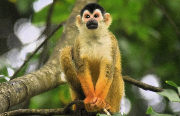 El  mono tití chiricano se alimenta principalmente de frutas e insectos.  Foto: Cortesía/Proyecto Primates Panamá