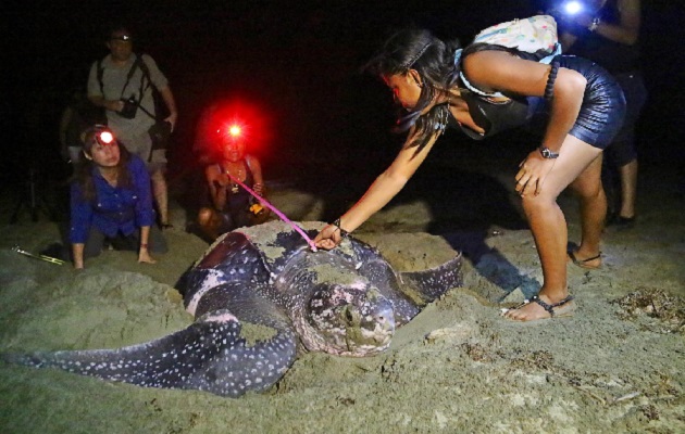 Monitoreo y medición de una tortuga baula en Armila. Foto: MiCultura