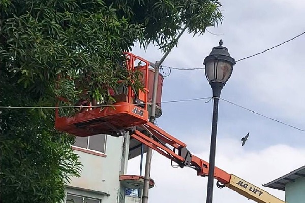 El municipio comenzó a decorar los parques de la ciudad de Coló. Foto. Diomedes Sánchez