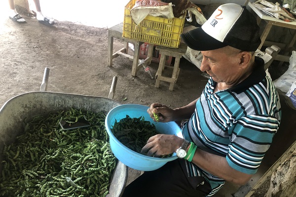 En la provincia de Herrera, algunos productores ya arrancaron la cosecha y otros también presentan atrasos, lo que depende mucho de la fecha de siembra. Foto. Thays Domínguez