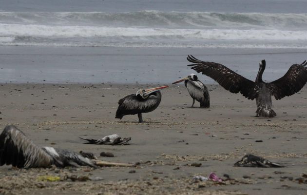 Alerta por migración de aves y las altas probabilidades de brotes de gripe aviar. Foto: EFE