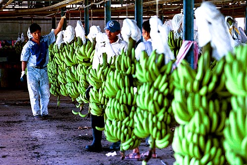 La empresa bananera, con esta decisión, refuerza su compromiso de más de 120 años con el desarrollo de la región. Foto. Ilustrativa