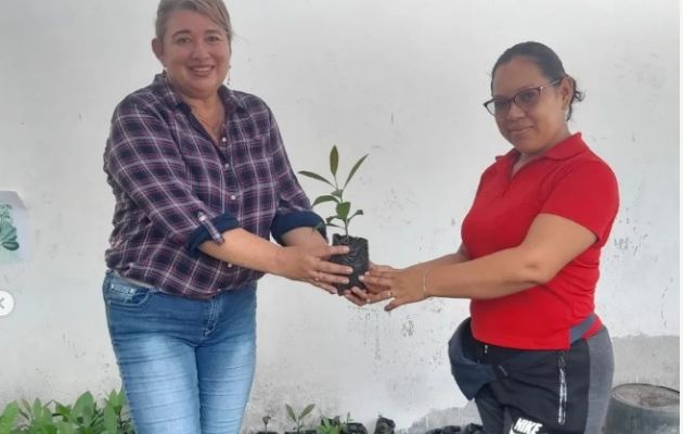 Proyecto recuperación del marañón del Centro Educativo Bilingüe Rafael Maduro G. de Chame. Foto: Cortesía