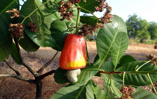 Con el marañón rojo se registran más avances, que con el amarillo. Foto: Grupo Epasa 