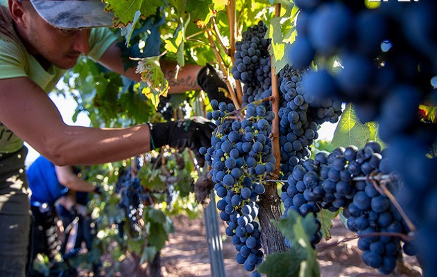 Las altas temperaturas pueden incidir en una mayor graduación alcohólica de los vinos. Foto: EFE