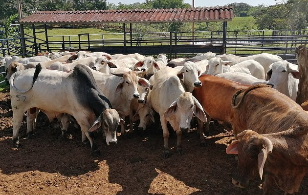 Aún está por confirmar por laboratorio la muerte de otros cinco animales a causa de rabia paralitica bovina. Foto: Eric A. Montenegro