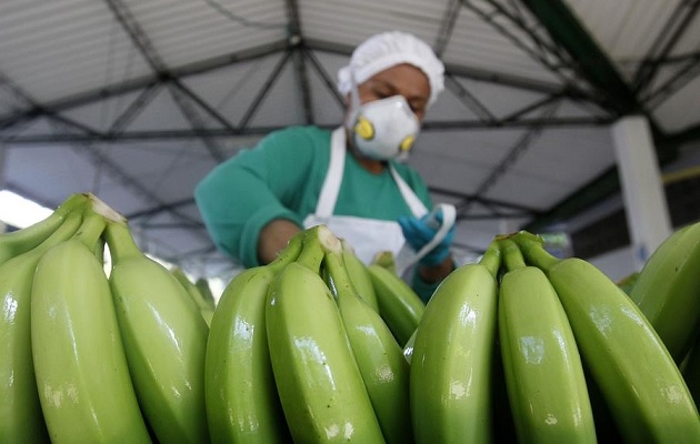 Costa Rica dice que su banano es el mejor del mundo porque se produce cumpliendo con políticas sociales y ambientales sostenibles. Foto: EFE