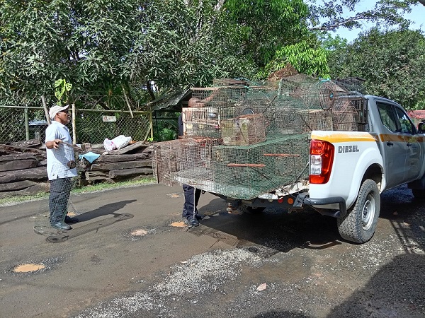 Las jaulas estaban colocadas en terrenos  de los polígonos de tiro de Nuevo Emperador y Balboa Oeste. Foto: Eric A. Montenegro