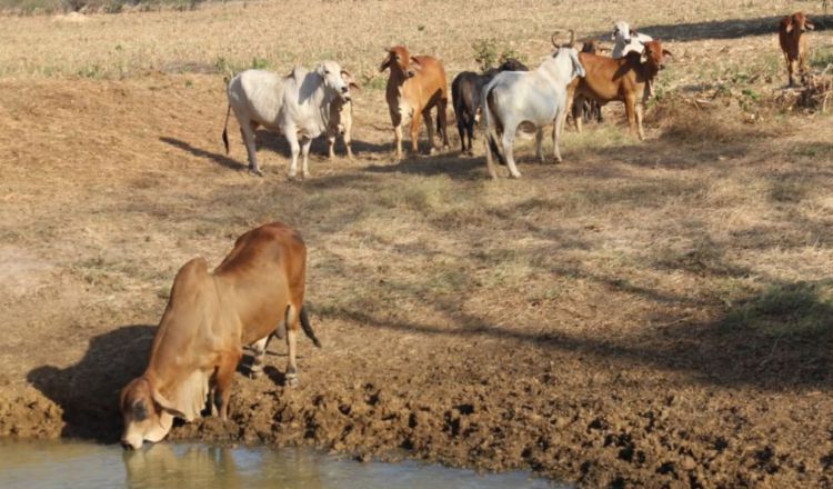 Key water harvesting in drought-scarce conditions