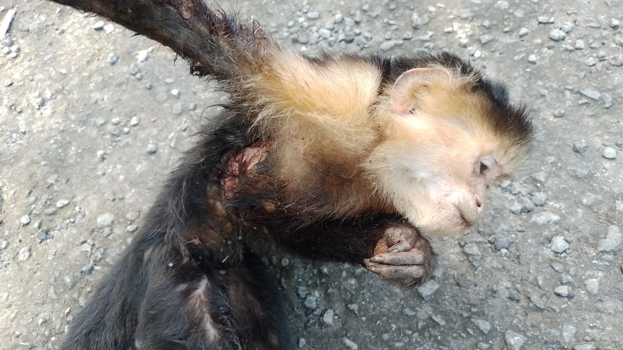 Mono cariblanco decomisado al sujeto detenido.