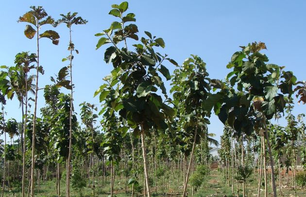 Los programas de reforestación deben ser efectivos en la captura de carbono, financieramente viables y socialmente sostenibles. 