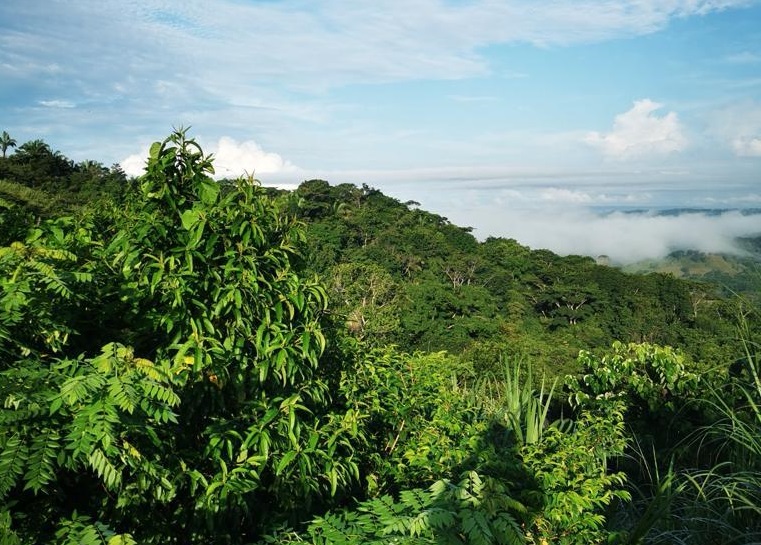 Actualmente es el hogar natural de una variada fauna aviar, reptiles y plantas. Foto: Cortesía. Actualmente es el hogar natural de una variada fauna aviar, reptiles y plantas. Foto: Cortesía.