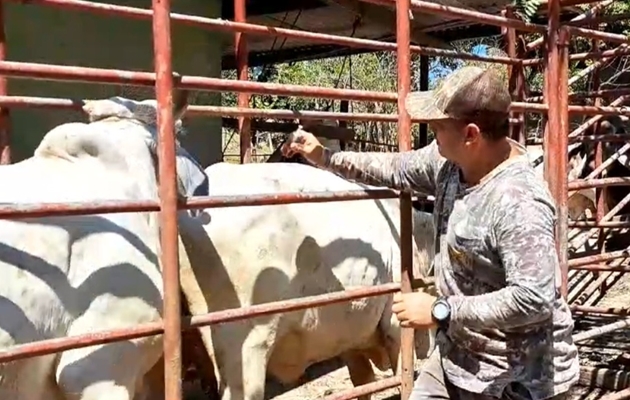 Veraguas está entre los primeros lugares por la presencia de la mosca que afecta con gusanos al ganado.Foto / Melquiades Vásquez.