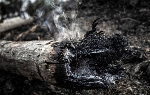 Fotografía de un árbol quemado tras un incendio forestal en Iranduba, región metropolitana de Manaos (Brasil), la mayor ciudad de la Amazonía brasileña. EFE/ Raphael Alves