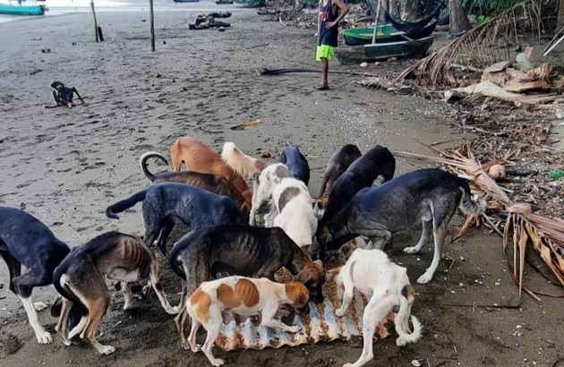 Los perros abandonados se encuentran en desnutrición extrema. Foto: Cortesía 