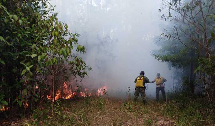 Los incendios forestales pueden resultar en la pérdida irreversible de hábitats naturales. Foto: Archivo