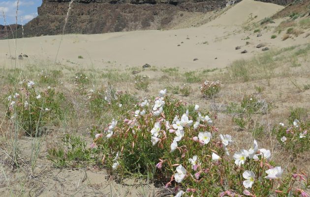 Atmospheric pollutants interfere with pollination