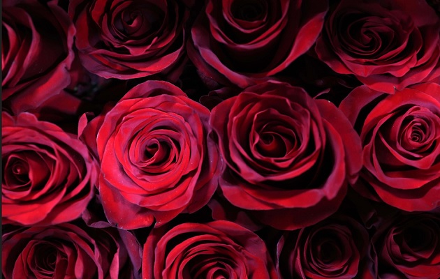 Valentine’s Day: Nine books about love and one about heartbreak