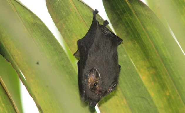 El murciélago de orejas cortas Cyttarops alecto Thomas se distribuye desde Nicaragua hasta Brasil. Foto: Cortesía/ Nelson Guevara