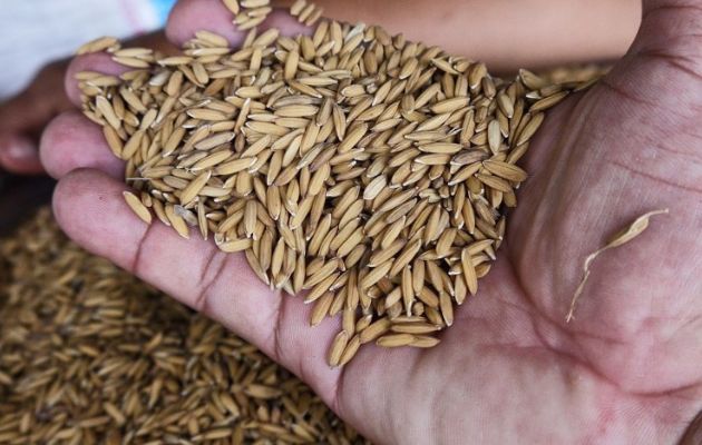 Tecnología impulsan producción y reducen riesgo en producción de arroz en Panamá, afirma FLAR. Foto: Cortesía