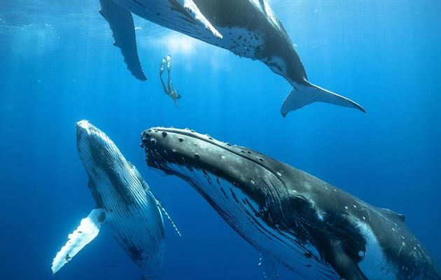 Las  ballenas barbadas usan la laringe para producir sonidos. Foto: EFE