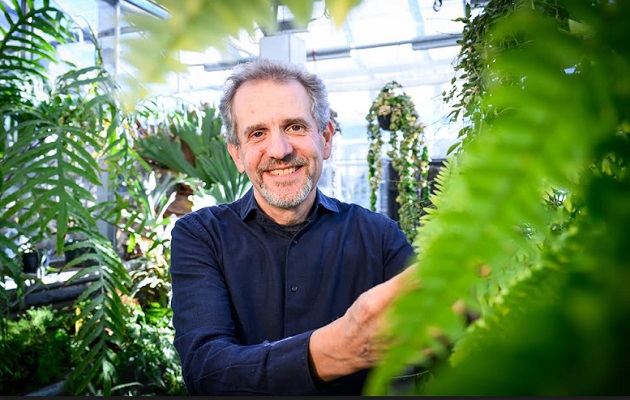 El profesor de biología vegetal James Dalling y sus colegas descubrieron que algunos helechos arborescentes reciclan sus hojas muertas. Foto: Cortesía