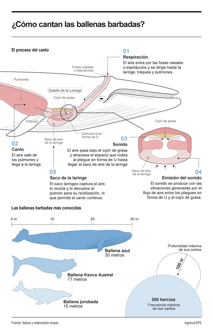Las ballenas barbadas usan la laringe para producir sonidos. Foto: EFE Las ballenas barbadas usan la laringe para producir sonidos. Foto: EFE