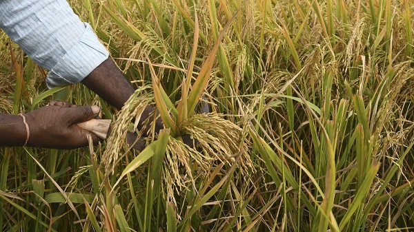 Este año comenzó con protestas por parte de los productores de arroz ante el incumplimiento del Gobierno. Foto ilustrativa