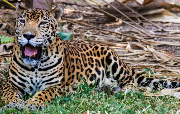 Panamá alberga una rica diversidad contando con seis especies de felinos silvestres. Foto: Cortesía