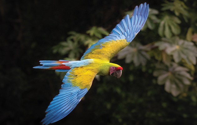 El guacamayo verde  es una de las especies de loros más reconocibles del mundo debido a su belleza e inteligencia. Foto: Cortesía/Enrique Pucci