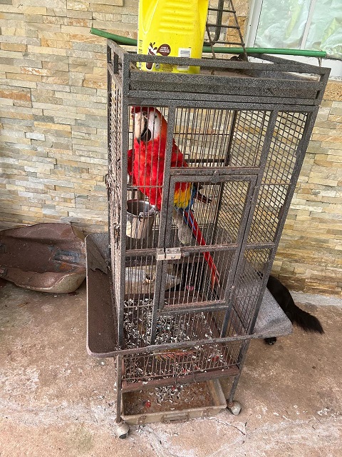  El ave en cautiverio estaba en una residencia en Quebrada López, corregimiento de Sabanitas. Foto: Cortesía MiAmbiente