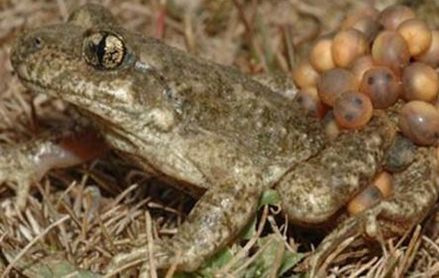 Ejemplar de sapo partero bético macho cargando con la puesta huevos. Foto: EFE