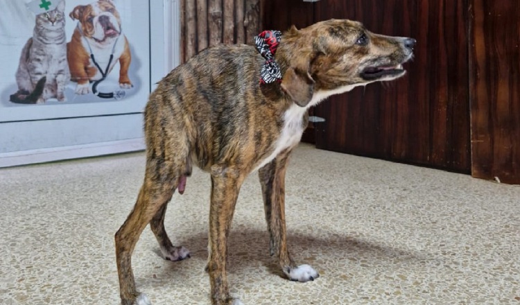 Quasi es un perro cariñoso y juguetón que reside en la clínica 3 Potrillos, en Veraguas. Cortesía