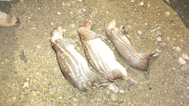 El conejo pintado se encuentra vulnerable de extinción y está incluido en el listado de especies amenazadas. Foto: Cortesía MiAmbiente.